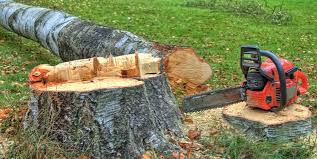 Best Tree Maintenance Programs  in Boonton, NJ