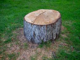 Best Tree Cabling and Bracing  in Boonton, NJ