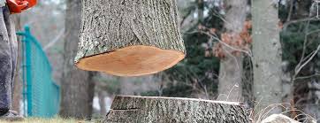 Best Tree Health Inspection  in Boonton, NJ