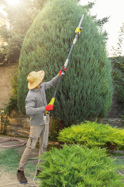 Best Tree Disease Treatment  in Boonton, NJ
