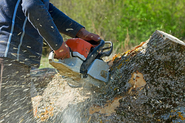 Best Lawn Pest Prevention  in Boonton, NJ